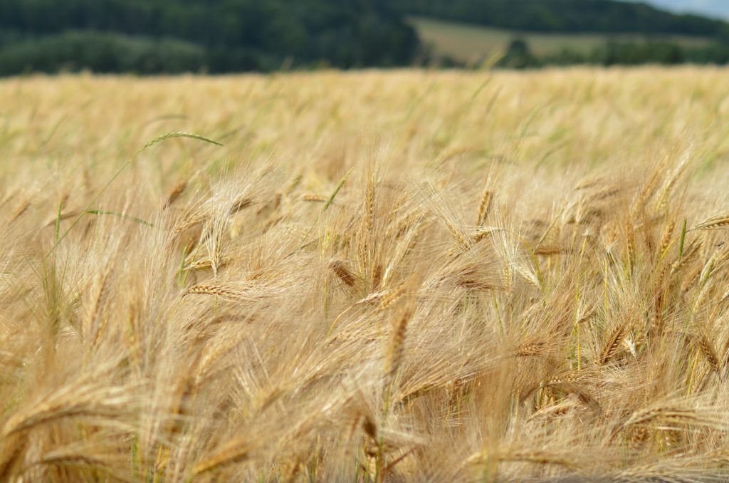 barley-1479423_1920