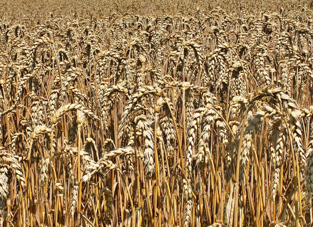 corn-1559413_1920